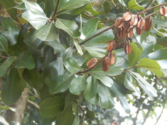 Vochysia lehmannii