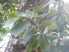 Vochysia lehmannii