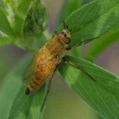 Thereva fulva