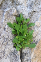 Centella triloba
