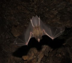 Chrotopterus auritus