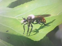Laphria janus