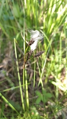 Eriophorum latifolium
