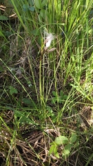 Eriophorum latifolium