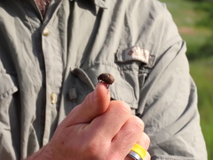 Phyllophaga lanceolata