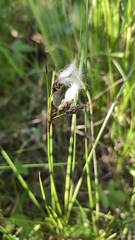 Eriophorum latifolium