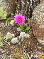 Echinocereus reichenbachii baileyi