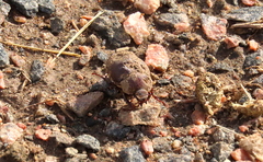 Phyllophaga lanceolata