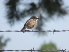 Pyrocephalus rubinus