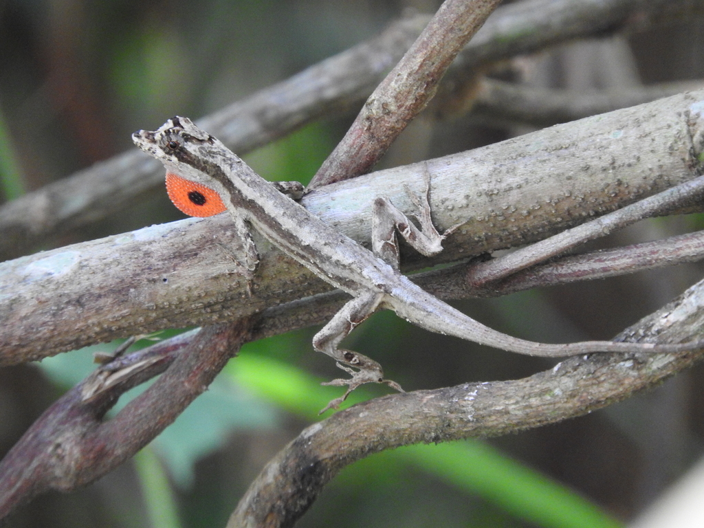 Garland Anole