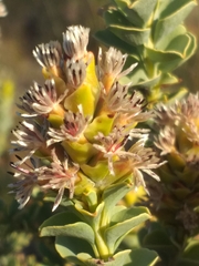 Paranomus roodebergensis