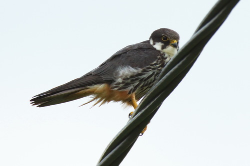 Alcotán europeo (Falco subbuteo)