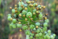 Allium cyrillii