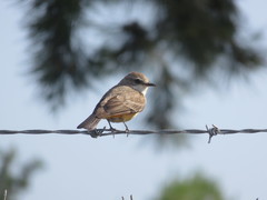 Pyrocephalus rubinus