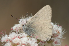 Satyrium auretorum