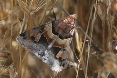 Drasteria pallescens