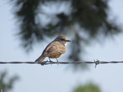 Pyrocephalus rubinus