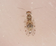 Ectopsocus californicus