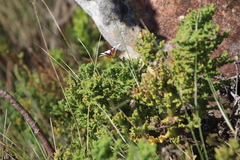 Arctotis aspera aspera