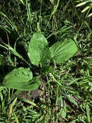 Plantago major