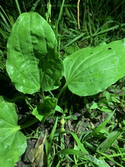 Plantago major