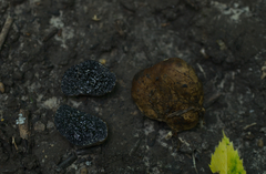 Melanogaster broomeanus