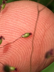 Dichanthelium praecocius