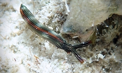 Thuridilla gracilis
