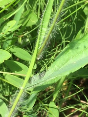 Dichanthelium praecocius