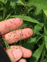 Dichanthelium praecocius