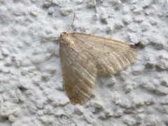 Operophtera fagata