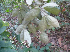 Anthonotha macrophylla