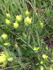 Castilleja occidentalis