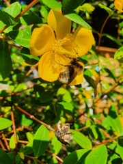 Bombus hortorum