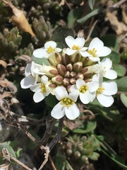 Noccaea fendleri