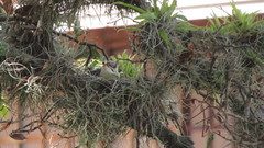 Tyrannus melancholicus