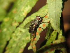 Microphthalma europaea