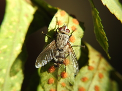 Microphthalma europaea
