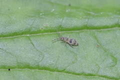 Entomobrya triangularis