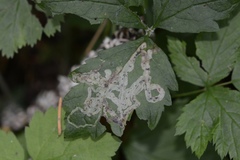 Phytomyza tiarellae