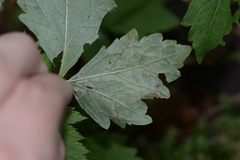 Phytomyza tiarellae