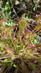 Drosera × obovata