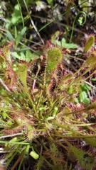 Drosera × obovata