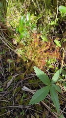 Drosera × obovata
