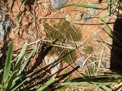 Tortella squarrosa