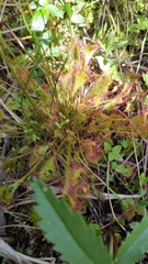Drosera × obovata