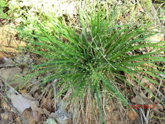 Dichanthelium scribnerianum