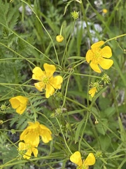 Ranunculus polyanthemos