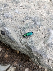 Cicindela sexguttata