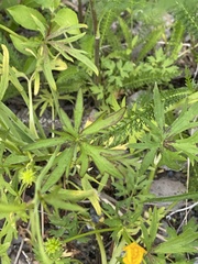 Ranunculus polyanthemos